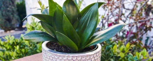 养植物很旺的人好不好 养植物很旺的人到底好不好呢