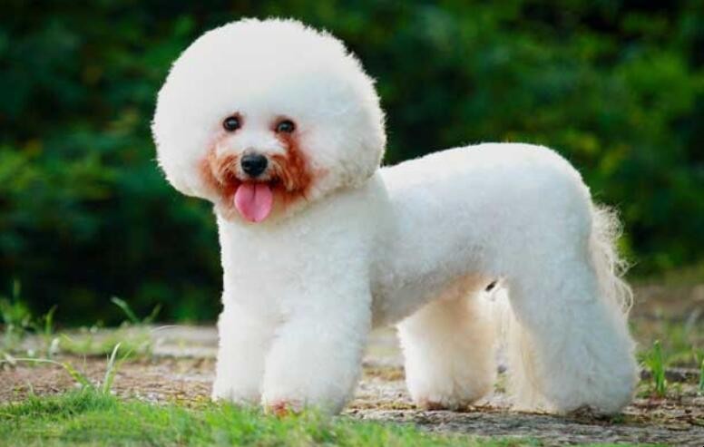 比熊犬和泰迪的区别是什么