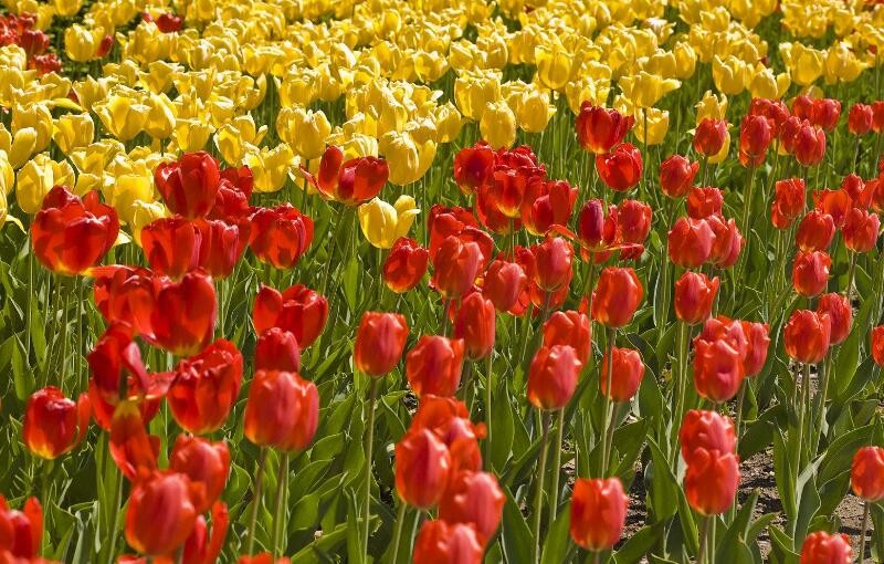 描写花的诗句有哪些