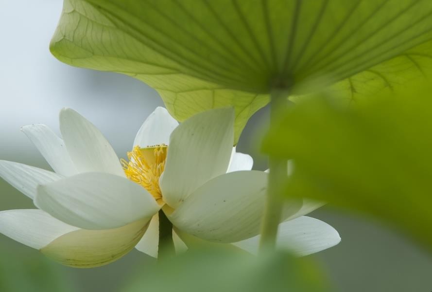 冰清玉洁是什么意思 冰清玉洁