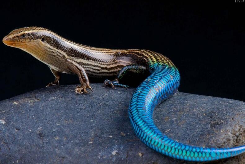 冷血动物有哪些