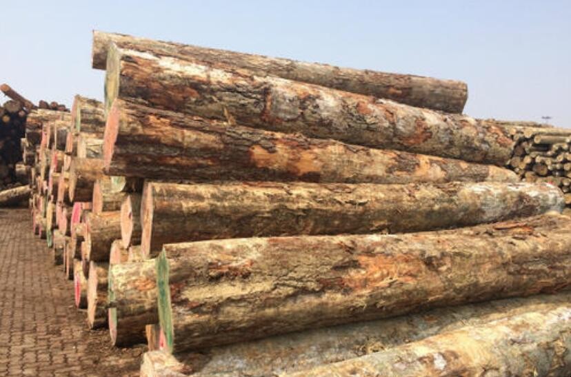 实木和原木的区别有哪些 原木