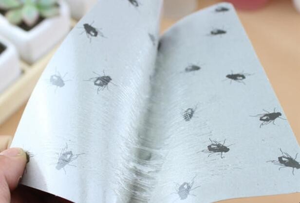 家里有苍蝇怎么办 苍蝇