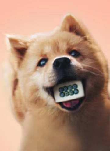 大黄中华田园犬 Dahuang 大黄 