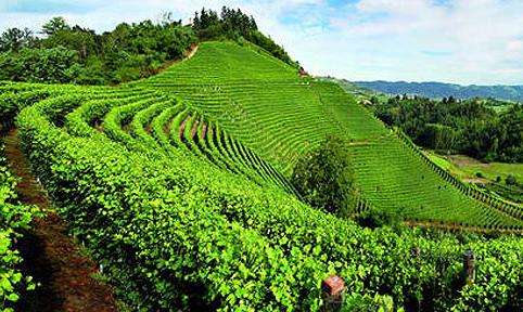 皮埃蒙特的葡萄园景观 The Vineyard Landscape of Piedmont: Langhe-Roero and Monferrato