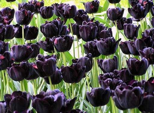 黑郁金香博物馆 Black Tulip Museum