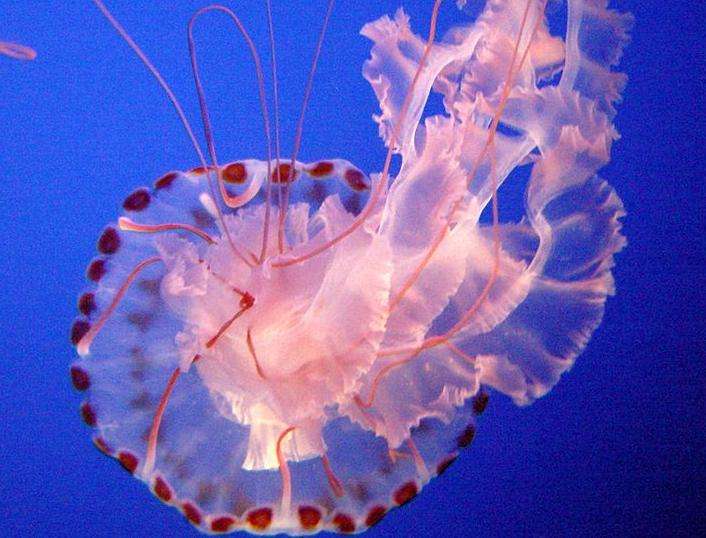 蒙特雷湾水族馆 Monterey Bay Aquarium