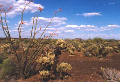 厄尔比那喀提和德阿尔塔大沙漠生物圈保护区 El Pinacate and Gran Desierto de Altar Biosphere Reserve