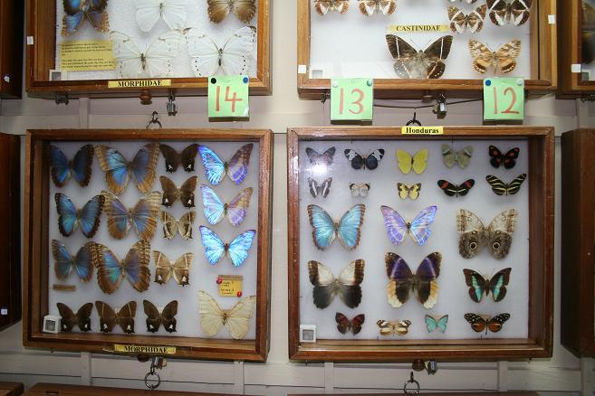 蝴蝶和昆虫博物馆 Butterfly and Insect Museum