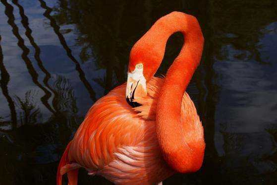 弗莱明哥花园 Flamingo Gardens