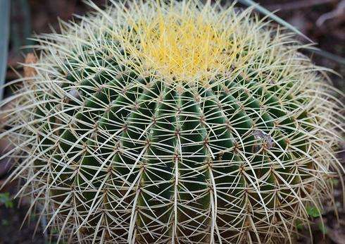 亚利桑那仙人掌植物园 Arizona Cactus Garden