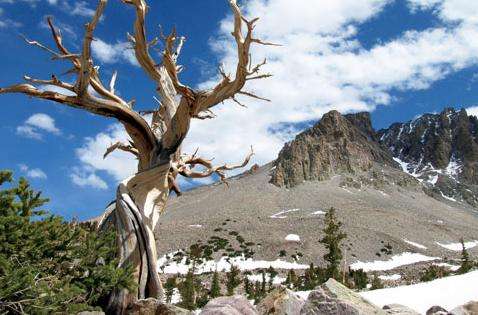 大盆地国家公园 Great Basin National Park