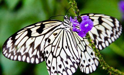 尼亚加拉蝴蝶温室园 Niagara Parks Butterfly Conservatory