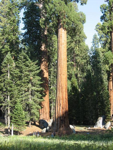 红杉国家公园 Redwood National and State Parks