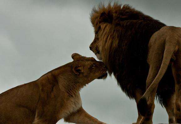 非洲野生动物园 African Lion Safari