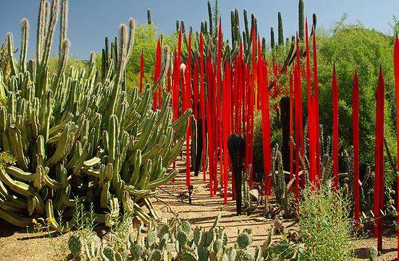 沙漠植物园 Desert Botanical Garden