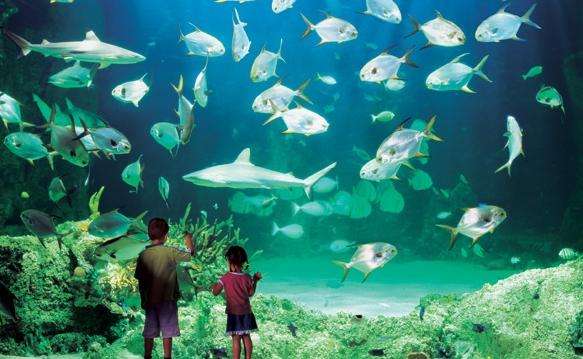 悉尼水族馆 Sydney Aquarium