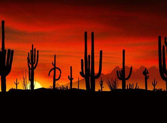索诺兰沙漠 Sonoran Desert