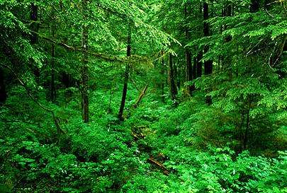 通加斯国家森林 Tongass National Forest
