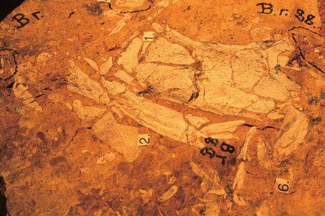 澳大利亚哺乳动物化石地里弗斯利纳拉库特 Australian Fossil Mammal Sites Riversleigh Naracoorte