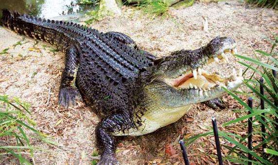 哈特利鳄鱼冒险园 Hartleys Crocodile Adventures