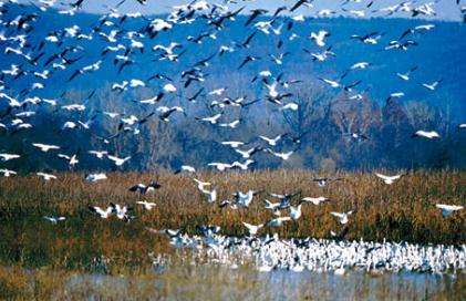 萨旺尼河下游国家野生动物保护区 Lower Suwannee National Wildlife Refuge