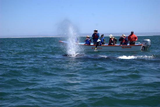 埃尔比斯开诺鲸鱼禁渔区 Whale Sanctuary of El Vizcaino