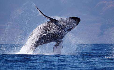 夏威夷座头鲸国家海洋保护区 Hawaiian Islands Humpback Whale National Marine Sanctuary