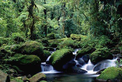 蒙特沃德云雾森林保护区 Monteverde Cloud Forest Reserve