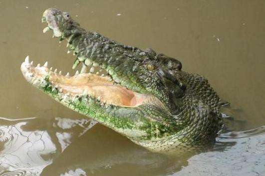 达尔文鳄鱼公园 Crocodylus Park Darwin