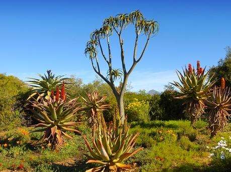 卡鲁沙漠国家植物园 Karoo Desert National Botanical Garden