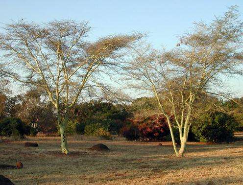 普利托里亚国家植物园 Pretoria National Botanical Garden