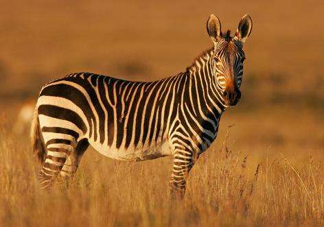 山斑马国家公园 Mountain Zebra National Park