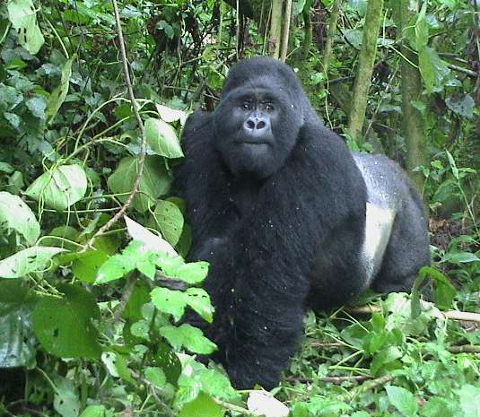 姆加新加大猩猩国家公园 Mgahinga Gorilla National Park