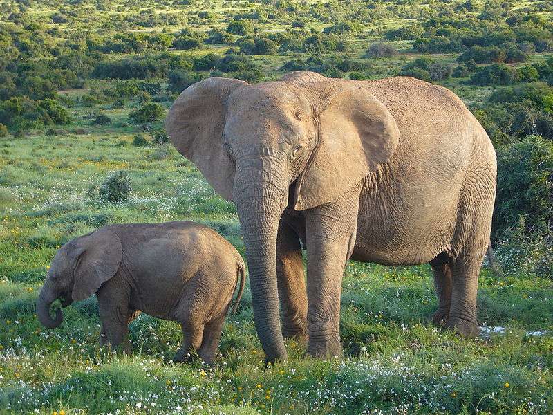 阿多国家公园 Addo Elephant National Park