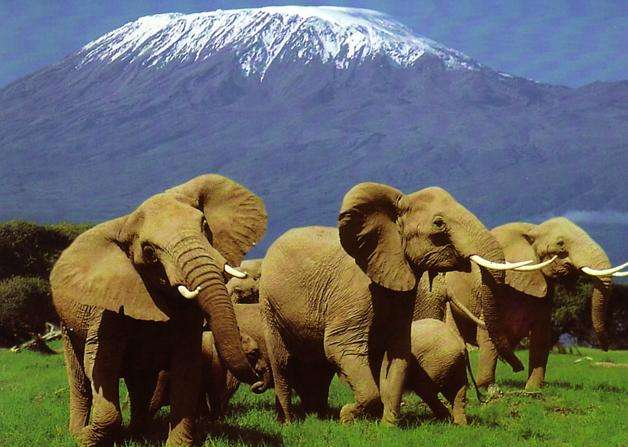 肯亚山-里瓦野生动物保护区 Mount Kenya-Lewa Wildlife conservancy