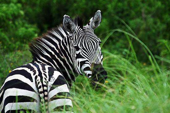 阿鲁沙国家公园 Arusha National Park