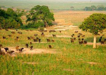 加兰巴国家公园 Garamba National Park