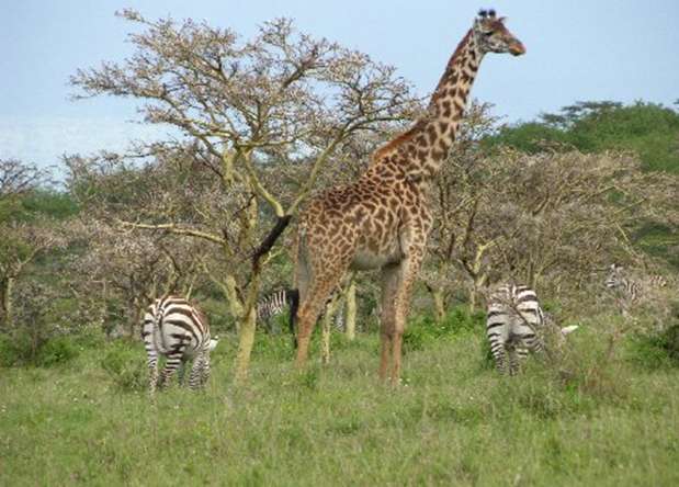 塞伦盖蒂国家公园 Serengeti National Park