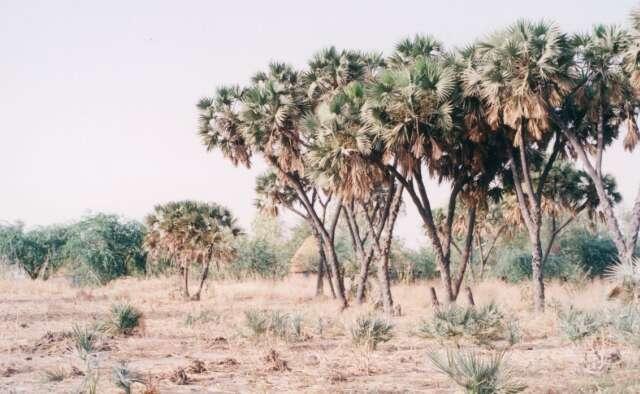 尼日尔“W”国家公园 W National Park of Niger