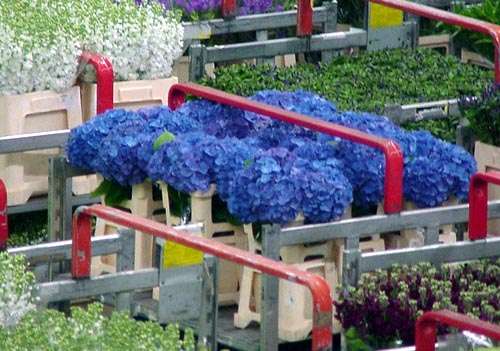 阿斯米尔鲜花拍卖市场 Aalsmeer Flower Auction