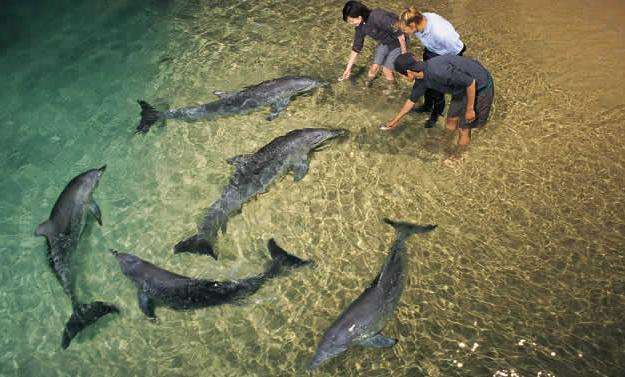 天阁露玛野生海豚度假村 Tangalooma Wild Dolphin Resort