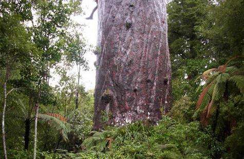 怀波瓦贝壳杉森林 Waipoua Forest