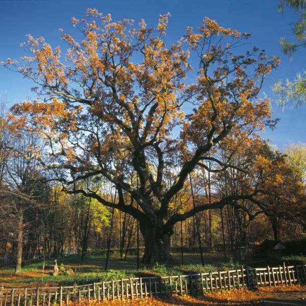鲍尔泰克橡树 Bartek Oak Tree
