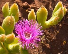 理查斯维德文化植物景观 Richtersveld Cultural and Botanical Landscape