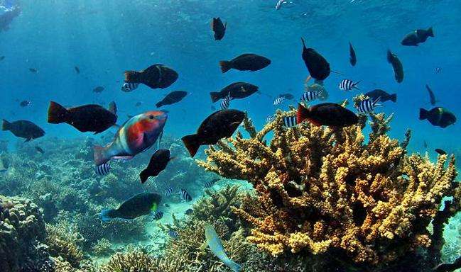 新赫里多尼亚泻湖 Lagoons of New Caledonia: Reef Diversity and Associated Ecosystems