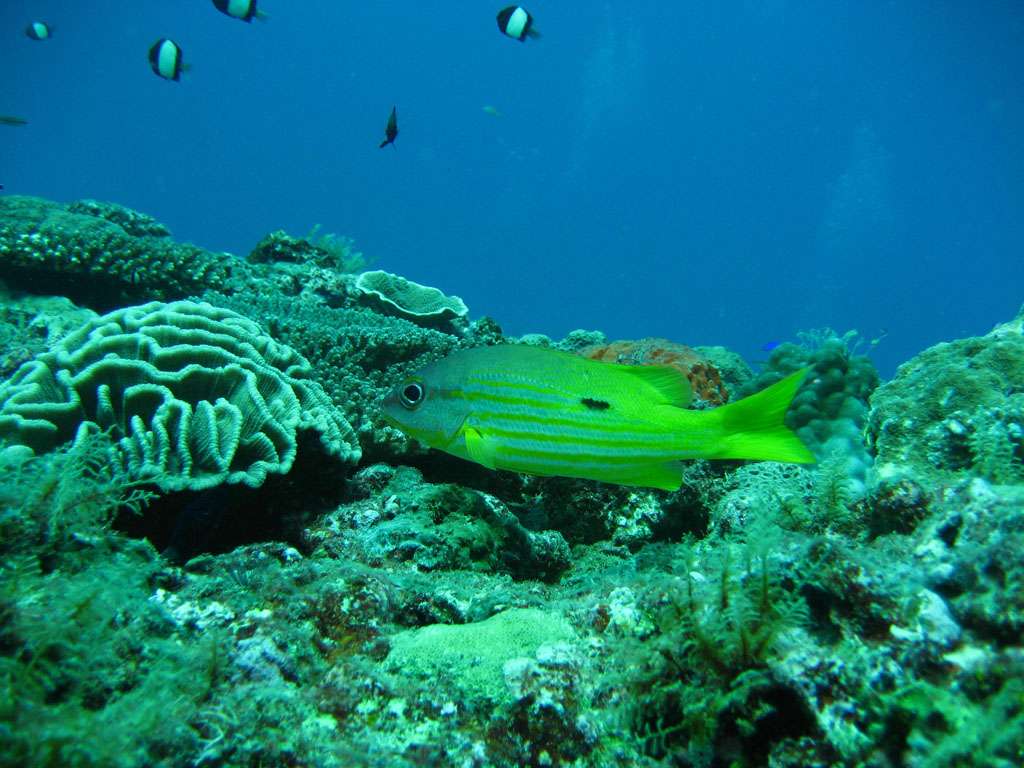 甯格罗暗礁群 Ningaloo Reef