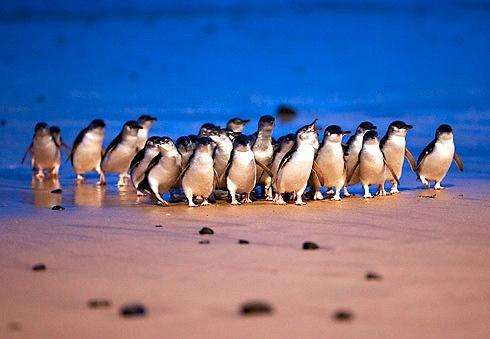 企鹅岛自然生态保护区 Penguin Parade