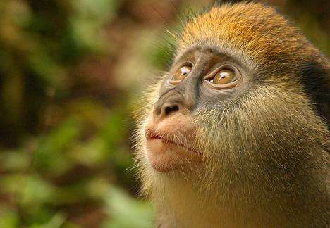 博阿本-非玛猴子保护区 Boabeng-Fiema Monkey Sanctuary