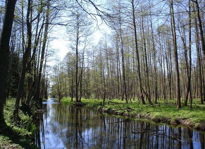 别洛韦日自然保护区比亚沃韦扎森林 Belovezhskaya Pushcha Biaowiea Forest